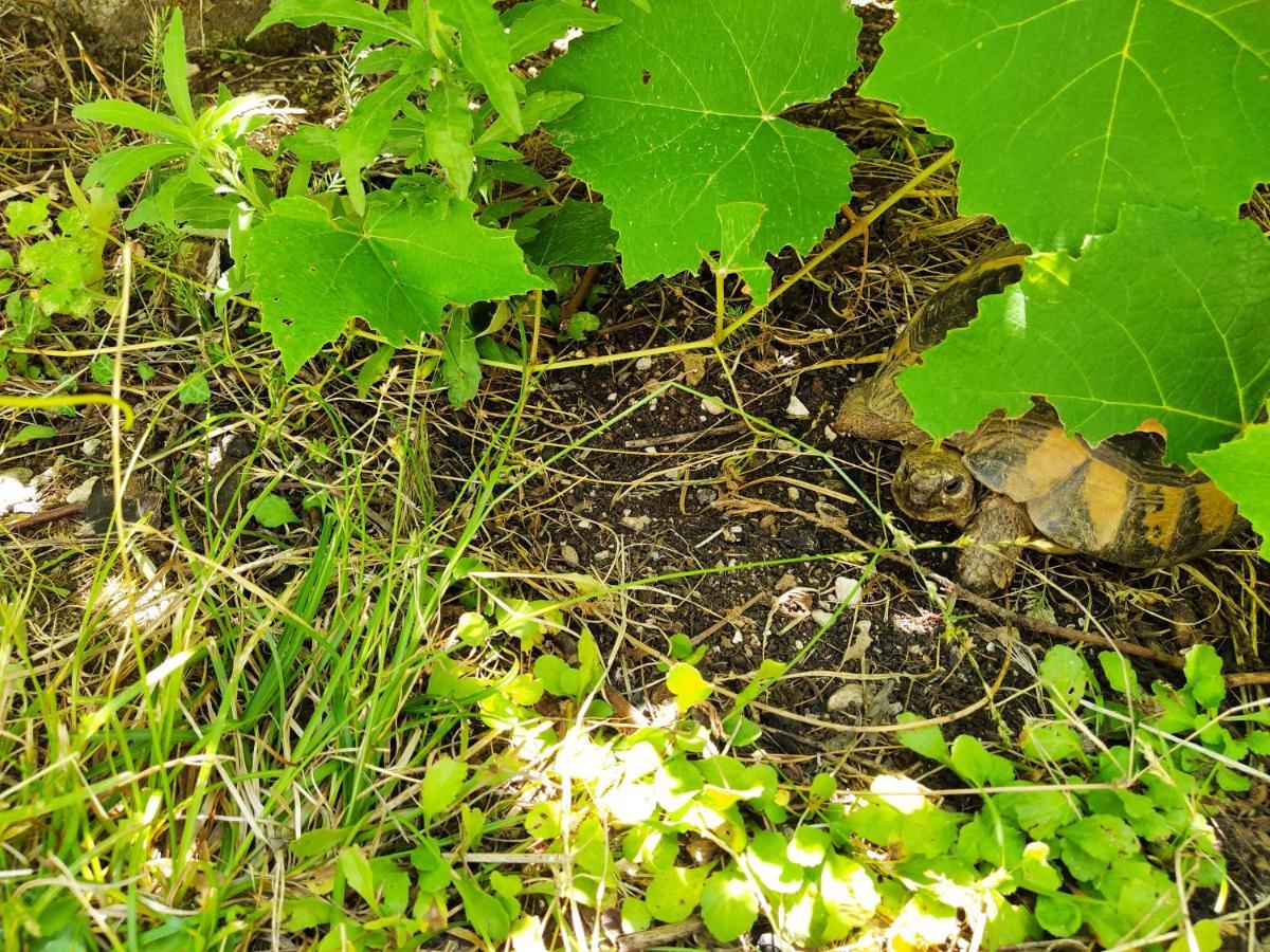 BečićiThe Turtles Garden别墅 外观 照片